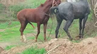 Horse Mating Donkey - Donkeys Breeding - Animals M
