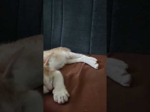 cat sleeping 😴