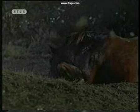 The Silver Brumby - Yarraman Dies