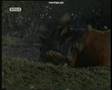 The Silver Brumby Yarraman Dies