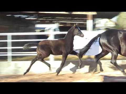 Räuberkunst von Lossow -Stradivari - Habicht geb. 13.08.2020