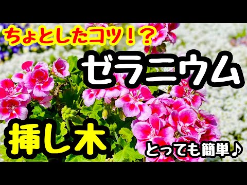 アイビーゼラニウム（Pelargonium peltatum）の挿し木はいつ、どのように行うのですか？チュートリアルとビデオ  庭園