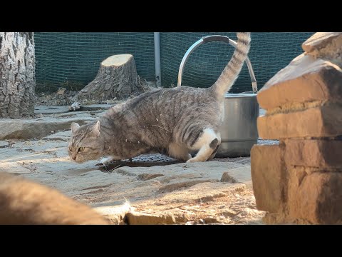 한파에 얼어붙은 고양이 발... 가슴 철렁했던 하루