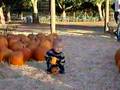 One Too Many Pumpkins