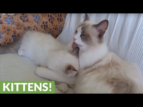 Kitten arrives at new home, meets resident cat