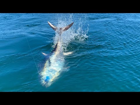 GIANT Bluefin Tuna in SHALLOW water off Long Island, New York