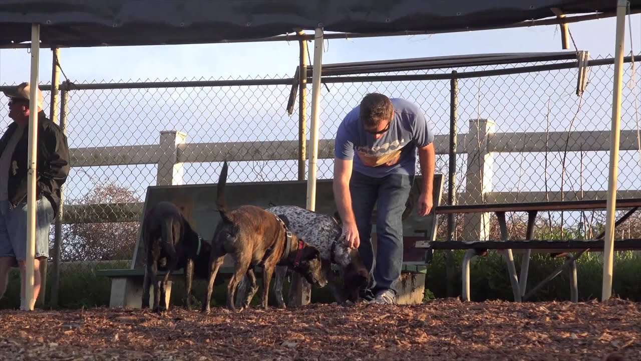 Men strap squeaky toys to their shoes and run through dog park causing