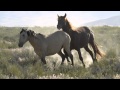 Onaqui Wild Horses