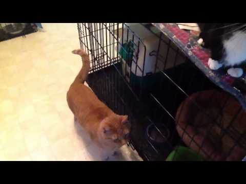 Feral Mary Fran's first minutes in the house