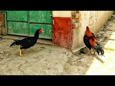 , title : 'O shamo vs Red Aseel | Rooster vs Rooster'