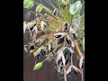 How To Sow Agapanthus Seed 2 Minute Tips