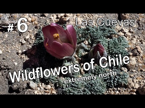 Site 6 Wildflowers of Chile, LAS CUEVAS, Alpine Plants, Flora, Parque Nacional Lauca