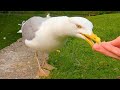 Hand Feeding The Dark Queen 4K European Herring Gull