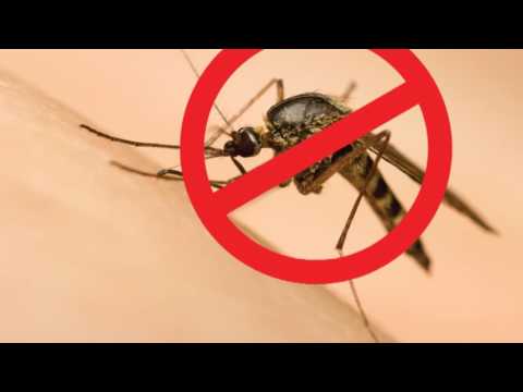 Vídeo: São Gonçalo Unido Contra o Aedes Aegypit 1