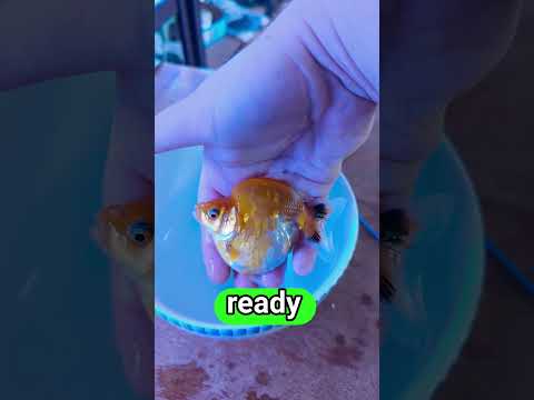 One of my Ryukin Goldfish fry at 90 days old #animals #aquarium #goldfish