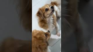 Download lagu 🐶💕 Can You Guess Who Is Hungriest? mp3