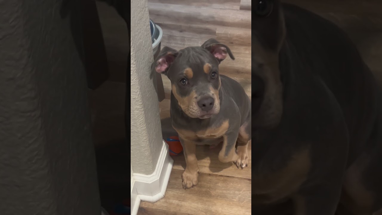Enlarge Ash, an adoptable mixed breed in Citrus Heights, CA video 6/6