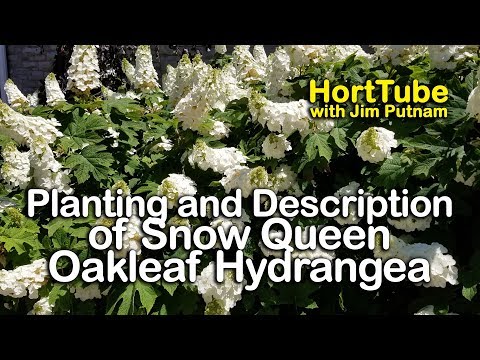 download lagu mp3 mp4 Snow Queen Hydrangea Pruning, download lagu Snow Queen Hydrangea Pruning gratis, unduh video klip Snow Queen Hydrangea Pruning