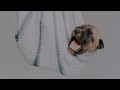 FIREWORK NOISEBLOCKER FOR PETS 10 Hours Of Calm White Noise NO ADS
