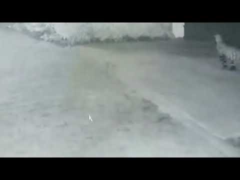 Perro intimida a un leopardo