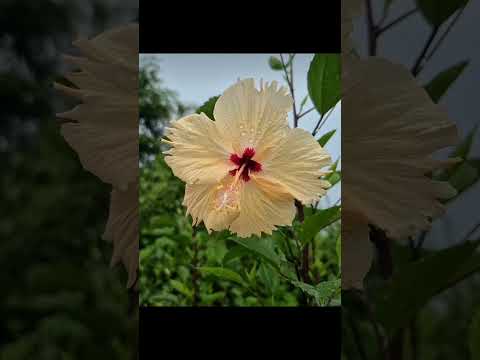 obsessed with flowers😍🤍 #new #flowerlovers #edit