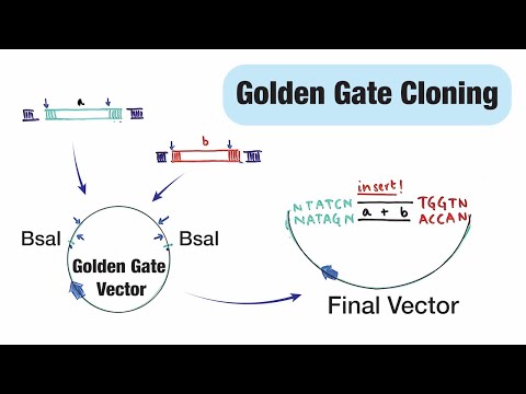 Golden Gate Cloning or assembly - Type IIS (BsaI) restriction enzyme based cloning