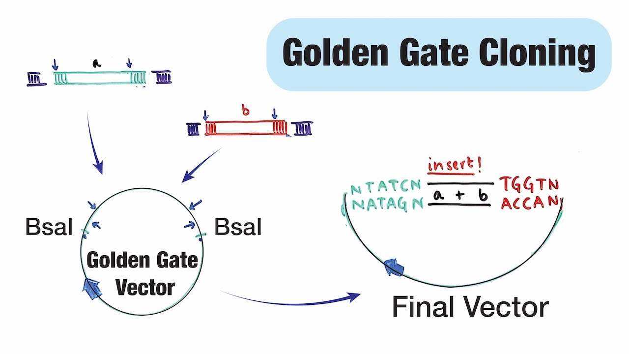 Golden Gate Cloning or assembly - Type IIS (BsaI) restriction enzyme based cloning