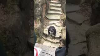 Chimp throws poop in Grandma&#39;s face