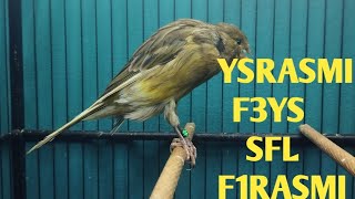 Download lagu MATERI YS RASMI, F3YS, SFL, F1RASMI   !!!   MONGGO DI  GAS BOS Q mp3