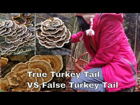 , title : 'Winter Foraging. True Turkey Tail vs False Turkey Tail. How to identify turkey tail mushroom'