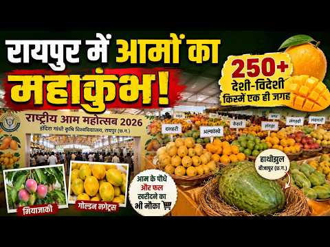 Raipur Mango Festival: मैंगो फेस्टिवल में 250 वैरायटी, जापान का मियाजाकी आम आकर्षण का केंद्र...