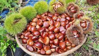 밤저장 물내 안나고 조금더 오래 보관하시려면 꼭 한번 보세요 저장에  도움 되실거에요
