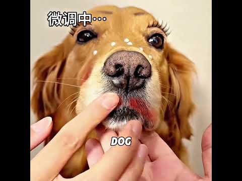 This is a glowing dog.#petsunited  #funny  #animals  #dog
