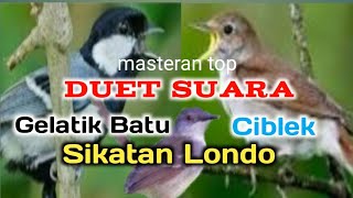 Download lagu Kombinasi suara sikatan londo gelatik batu ciblek mp3 mp3