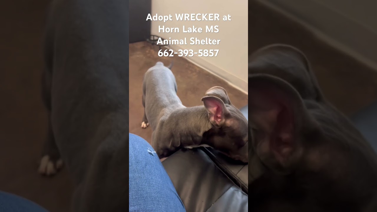 Enlarge Wrecker, a ADOPTABLE mixed breed in Horn Lake, MS video 6/6
