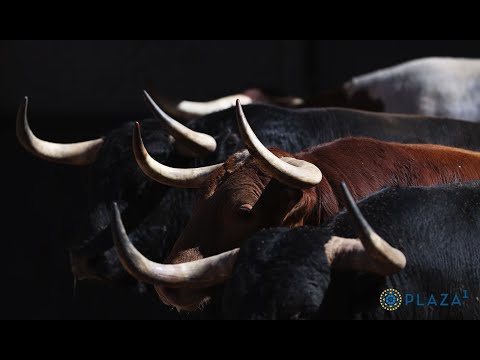 SORTEO | Toros de Alcurrucén, 10 de mayo