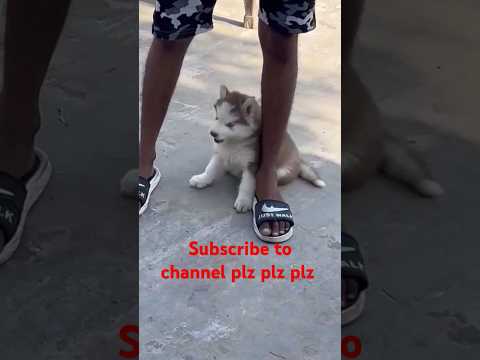 Husky for sale 1k Subscribe kardo or Giti 2 Husky puppy free Gift offer Subscribe to channel plz plz