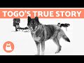 The REAL STORY Of BALTO And TOGO ️ Discover The Truth