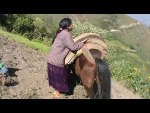 BUSCANDO LA FELICIDAD - Película Boliviana