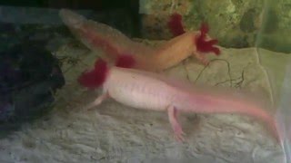 Axolotl Mating Dance