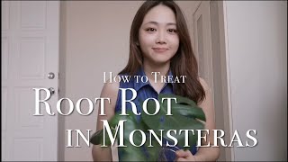 How to treat root rot in Monstera | Indoor Gardening