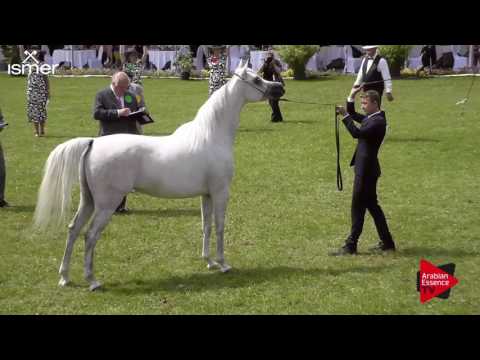N.150 FER LISALINE - Ströhen 2017 Int B-Show - 4.6 Years Old Mares (Class I)