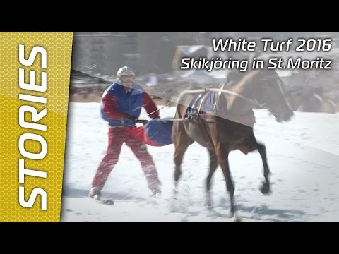 White Turf 2016 - Skikjöring in St.Moritz