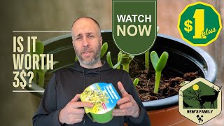 Dollarama Sprout Kit for $3 – Worth It or Waste?