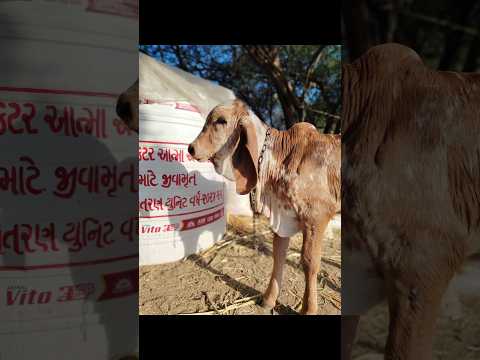 Dharti.... 🥰#shortvideo #nature #viral #dharti #anmals #bansi