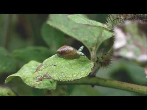 Gewone barnsteenslak met parasitaire zuigworm