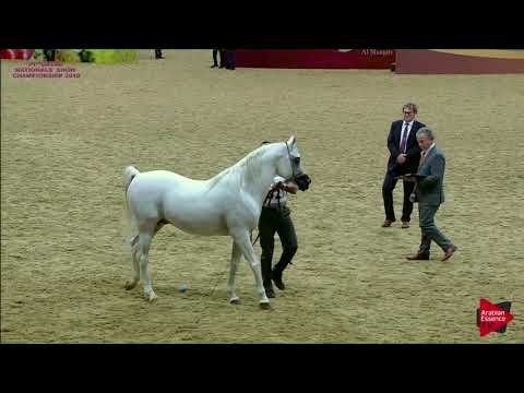 N.321 SIMEON SBEDEE - 21st Qatar National 2018