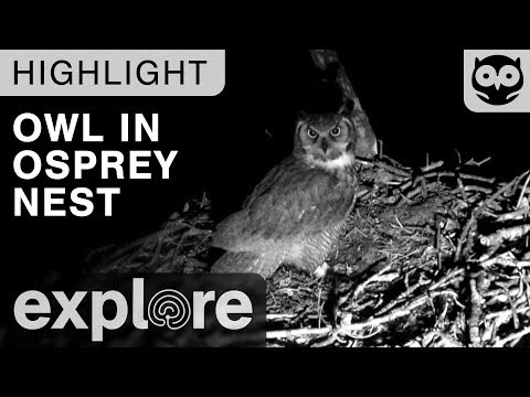 Owl Invades the Osprey Nest at Night - Live Cam Highlight