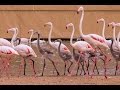 Flamingo Colony Welcomes New Additions