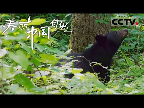 《美丽中国自然》春回大地：张家界八大公山原始森林与亚洲黑熊的苏醒 张家界系列【CCTV纪录】